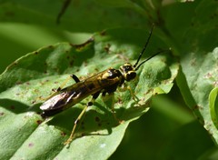 Tenthredo verticalis