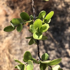 Forestiera phillyreoides