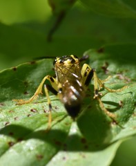 Tenthredo verticalis