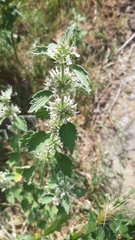 Marrubium peregrinum