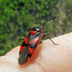Deraeocoris trifasciatus