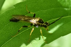 Tenthredo verticalis