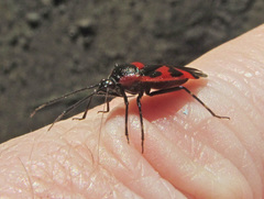 Deraeocoris trifasciatus