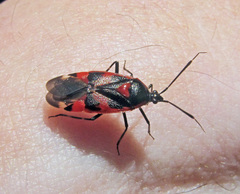 Deraeocoris trifasciatus