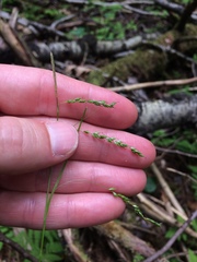 Carex sylvatica
