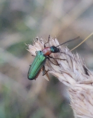 Anogcodes seladonius