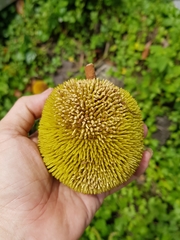 Artocarpus rigidus