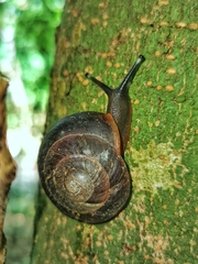 Caracolus