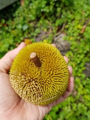 Artocarpus rigidus