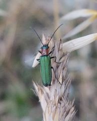 Anogcodes seladonius