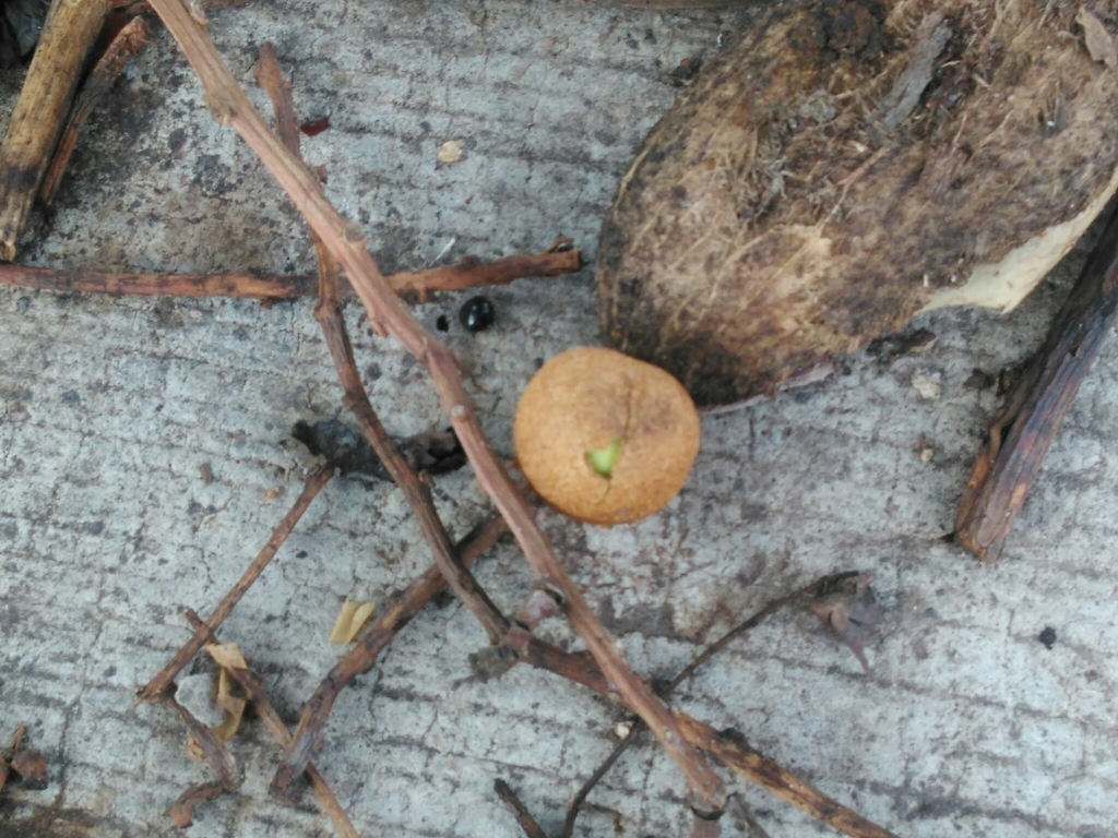Maya nut