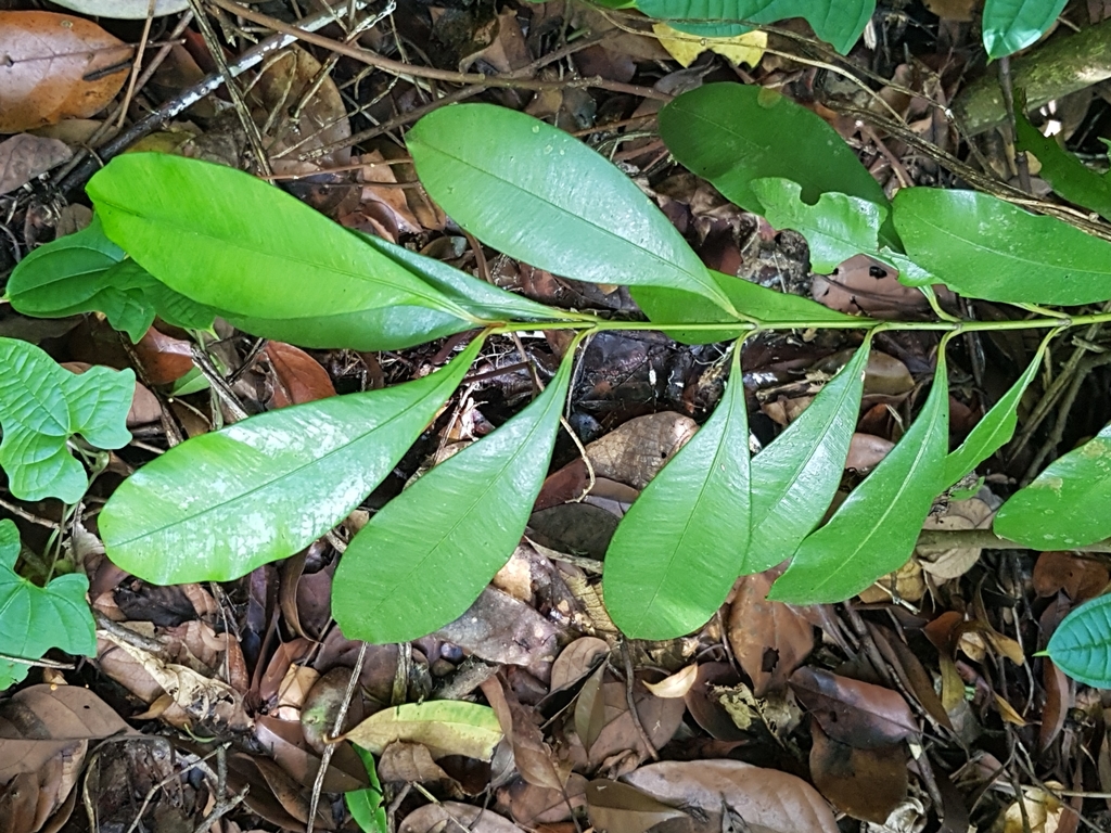 Calophyllum teysmannii
