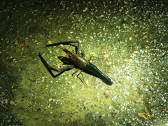 Macrobrachium laevis