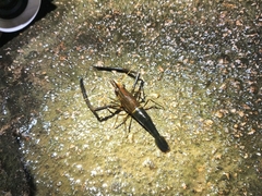 Macrobrachium laevis