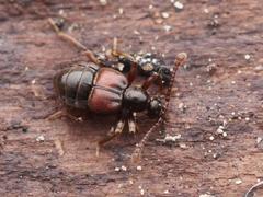 Tyrus mucronatus