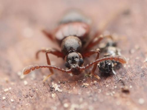 Tyrus mucronatus