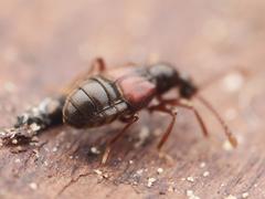 Tyrus mucronatus