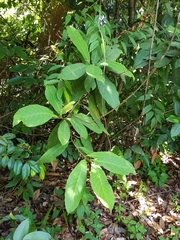 Palaquium obovatum