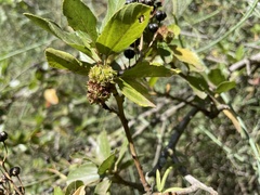 Asphondylia ceanothi