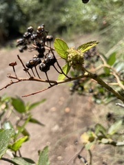 Asphondylia ceanothi