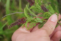 Amorpha nana