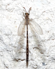 Peruveleon dorsalis