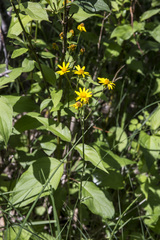 Packera pseudaurea