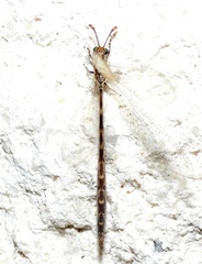 Peruveleon dorsalis