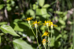Packera pseudaurea