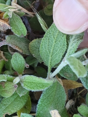 Cistus salviifolius