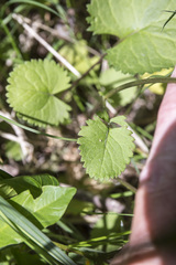 Packera pseudaurea