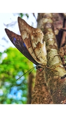 Archaeoprepona demophoon