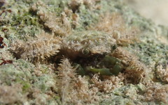 Mithraculus sculptus