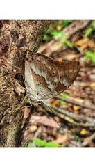 Archaeoprepona demophoon