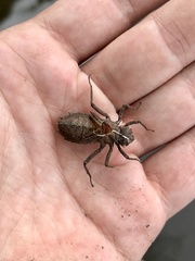 Neurocordulia molesta