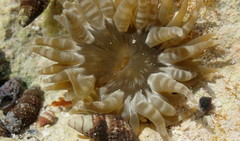 Isoaulactinia stelloides