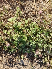 Cistus salviifolius