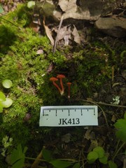 Hygrocybe mucronella