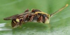 Nomada articulata