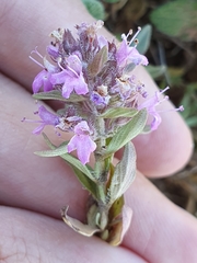 Thymus numidicus