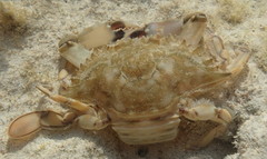 Callinectes ornatus