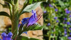 Echium vulgare