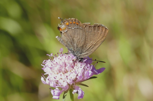 False Ilex Hairstreak, Hyères, France, photo 8 of 10