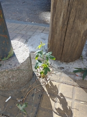 Passiflora caerulea