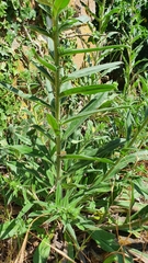 Echium vulgare