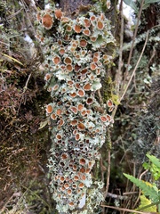 Lobariella