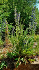 Echium vulgare
