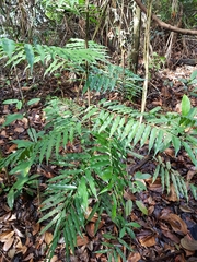 Artabotrys suaveolens