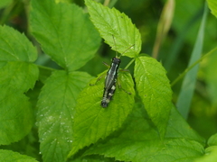 Melanoplus viridipes
