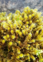 Breutelia chrysocoma